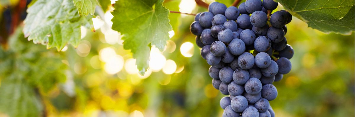 Informationen für Weinbaubetriebe